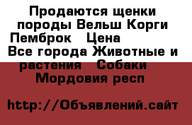 Продаются щенки породы Вельш Корги Пемброк › Цена ­ 40 000 - Все города Животные и растения » Собаки   . Мордовия респ.